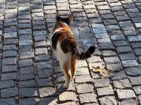 Athens cat