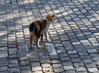 Athens cat