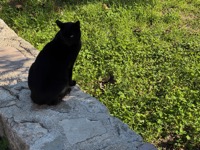 Kotor cat