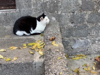 Kotor cat