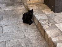 Dubrovnik cat