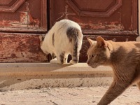 Dubrovnik cats