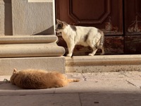 Dubrovnik cats