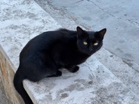 Korčula cat