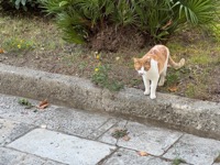 Korčula cat