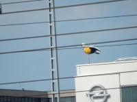 Spatz