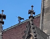 Sparrow sculpture on Münster