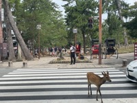 Nara Park