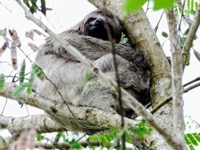 Brown throated three toed sloth