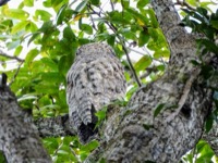 Great Potoo
