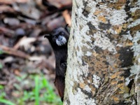 Black-mantled tamarin