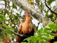 Hoatzin