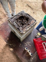 Stingless bees