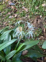 Spider Lily (Hymenocallis</i>)