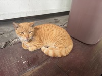 Cat at dock
