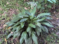 Amazonian Lily