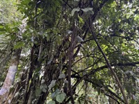 Cacao tree