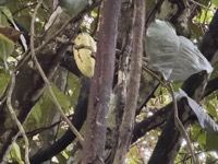 Cacao tree
