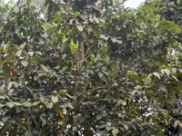 Squirrel monkey