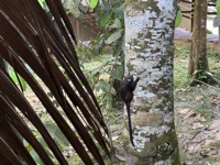 Black-mantled tamarin