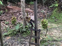 Black-mantled tamarins