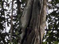 Yellow-crown brush-tailed rat