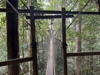 Canopy walkway