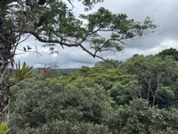 View from canopy walkways