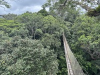 View from canopy walkways