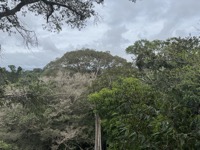 View from canopy walkways