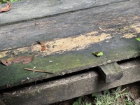 Leafcutter ants
