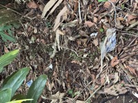 Leafcutter ants