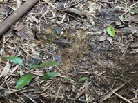 Leafcutter ant at nest