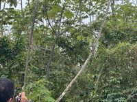 Cesar pointing out iguana