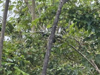 Iguana