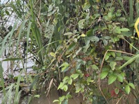 Berries