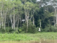 Great egret