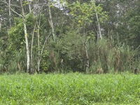 Hoatzin