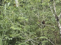 Hoatzin