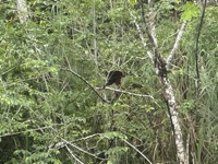 Hoatzin