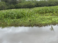 Jacuna (“Jesus bird”)