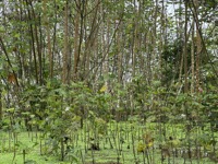 Scenery