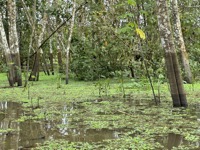 Scenery