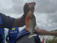 Piranha
