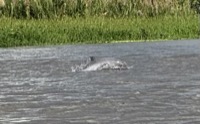 Dolphin enlargement