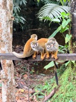 Squirrel monkeys