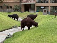Alpacas trimming grass at Aranwa Hotel