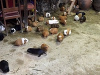 Guinea pigs in Incan house