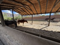 Horses