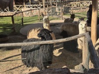 Alpacas